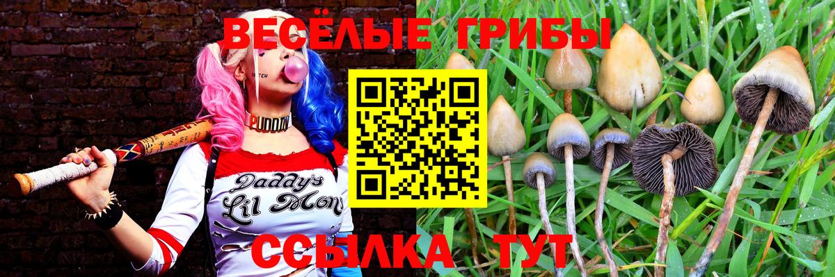 Ачхой-Мартан  Галлюциногенные грибы Cubensis  Вход с VPN 